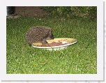 Egels in de tuin 043 * 3648 x 2736 * (6.43MB)